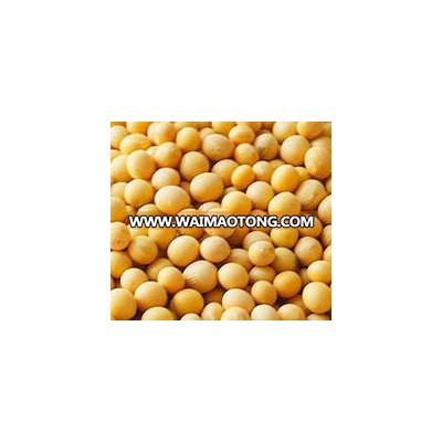 NON GMO Dried Cheap Soybeans for Sale